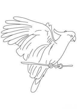 Dibujo de Guacamayo Lindo para Colorear