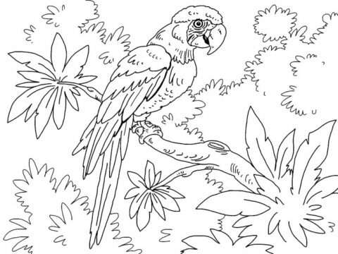 Dibujo de Guacamayo Militar para Colorear