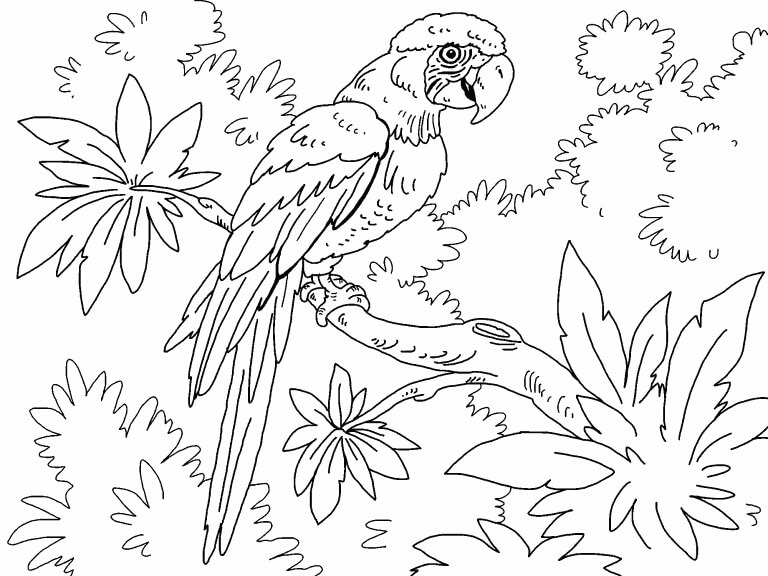 Dibujo de Guacamayo Militar para Colorear