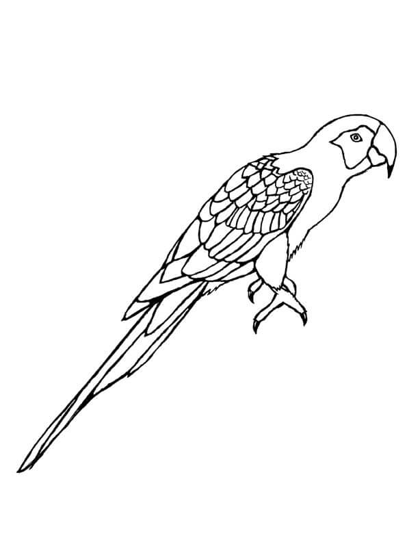 Dibujo de Guacamayo Normal para Colorear