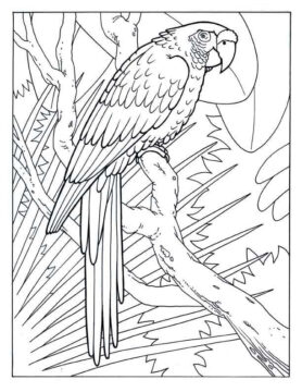 Dibujo de Guacamayo Simple para Colorear