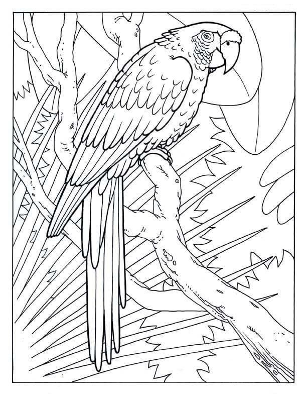 Dibujo de Guacamayo Simple para Colorear