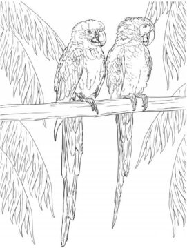 Dibujo de Guacamayo Volando para Colorear