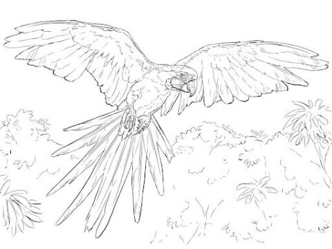 Dibujo de Guacamayo Volando en la Selva para Colorear