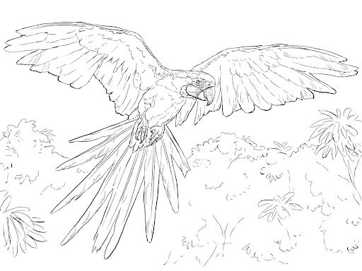 Dibujo de Guacamayo Volando en la Selva para Colorear