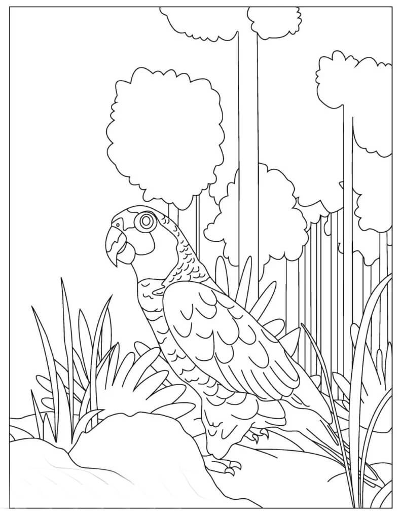 Dibujo de Guacamayo de Pie para Colorear