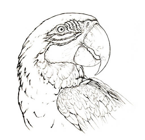 Dibujo de Guacamayo para Colorear