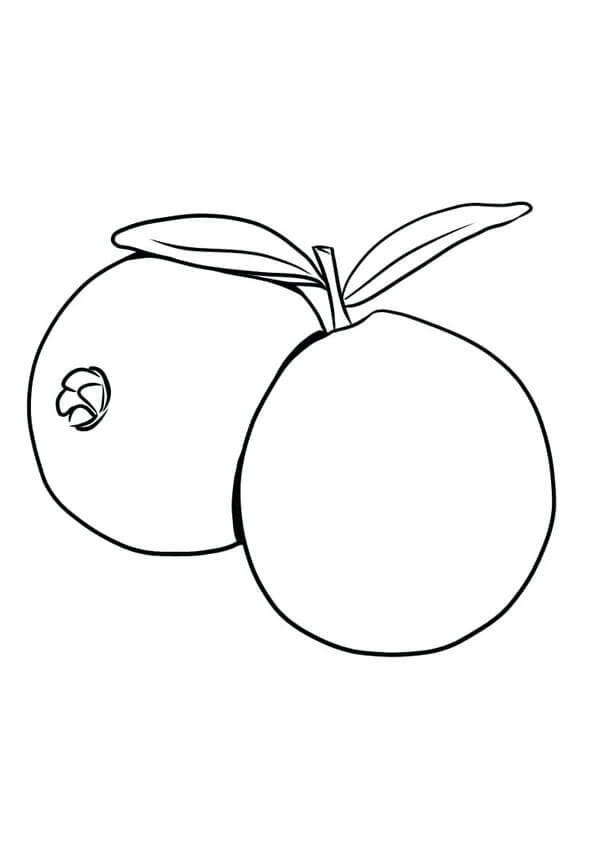 Dibujo de Dos Guayabas básicas para Colorear
