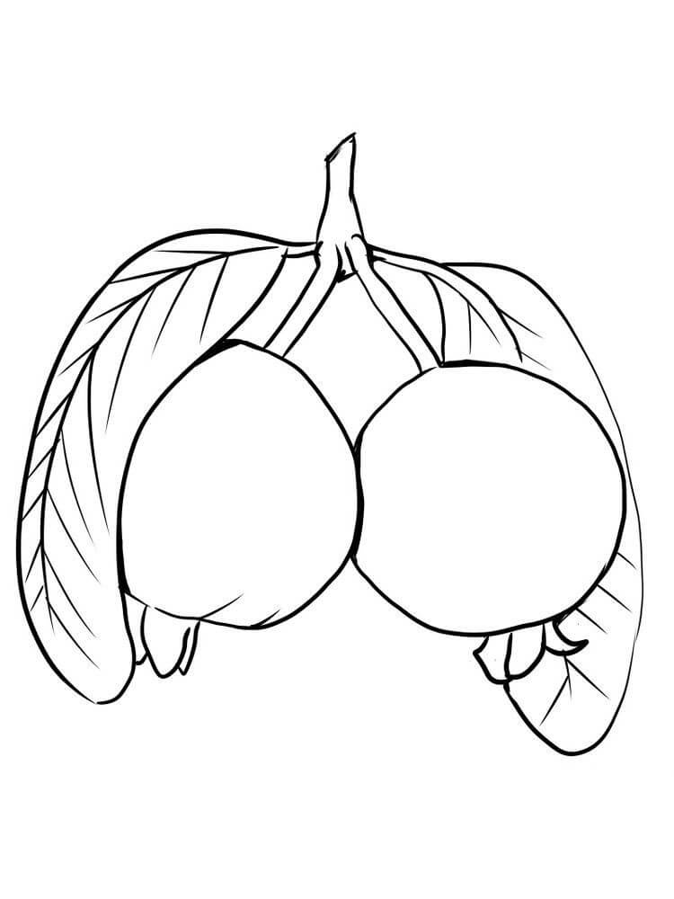 Dibujo de Dos Guayabas Sencillas para Colorear