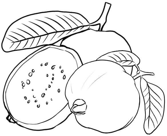 Dibujo de Guayaba Simple para Colorear