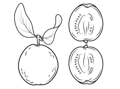 Dibujo de Guayaba y Su sección Transversal para Colorear