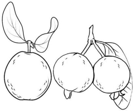 Dibujo de Tres Guayabas básicas para Colorear