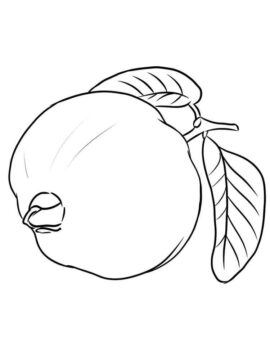 Dibujo de Una Guayaba para Colorear