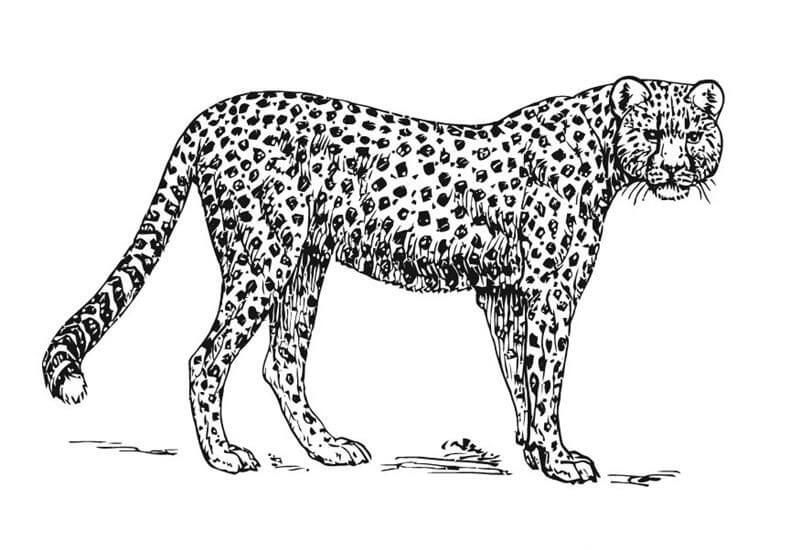 Dibujo de Guepardo Bsico para Colorear