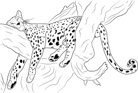 Dibujo de Guepardo Durmiendo en el Rbol para Colorear