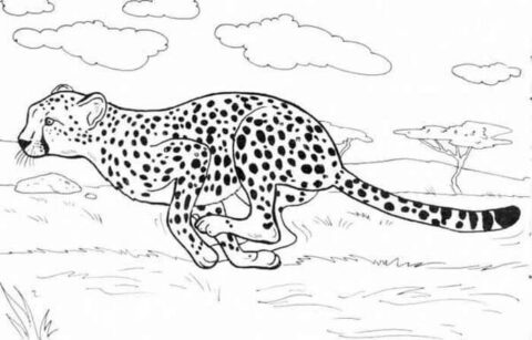 Dibujo de Guepardo Funcionamiento para Colorear