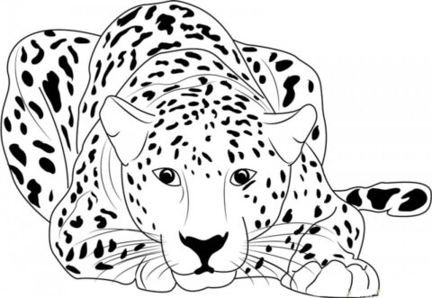 Dibujo de Guepardo Mentira para Colorear