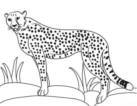 Dibujo de Guepardo Perfecto para Colorear