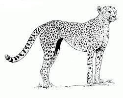 Dibujo de Guepardo Simple para Colorear