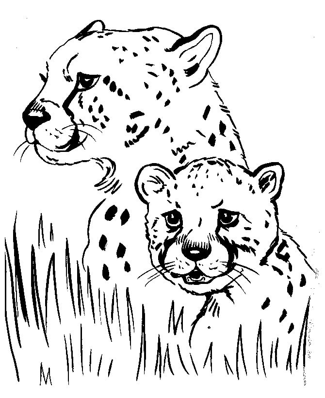 Dibujo de Guepardo de Dos Caras para Colorear
