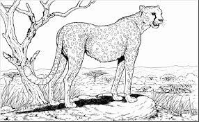 Dibujo de Hermoso Guepardo para Colorear