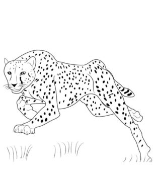 Dibujo de Salto de Guepardo para Colorear