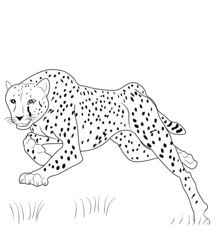 Dibujo de Salto de Guepardo para Colorear
