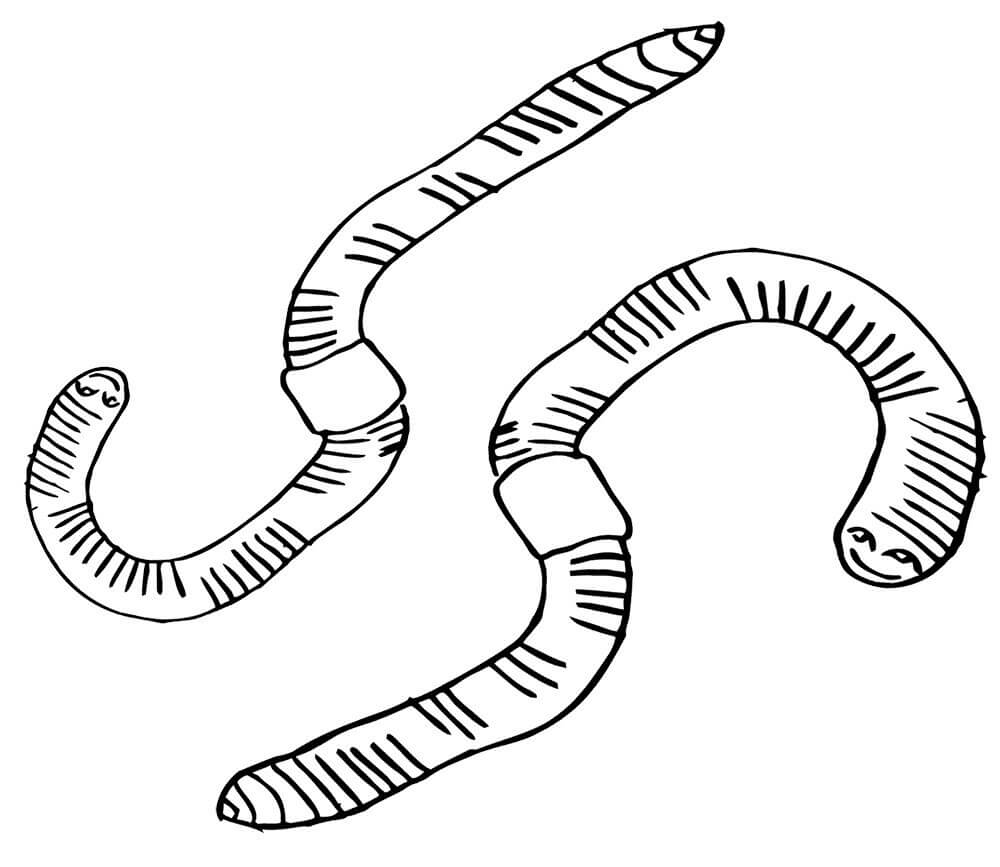 Dibujo de Dos Gusanos para Colorear