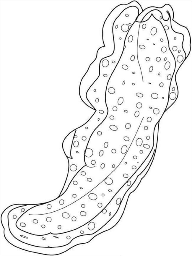 Dibujo de Gusano de Mar para Colorear