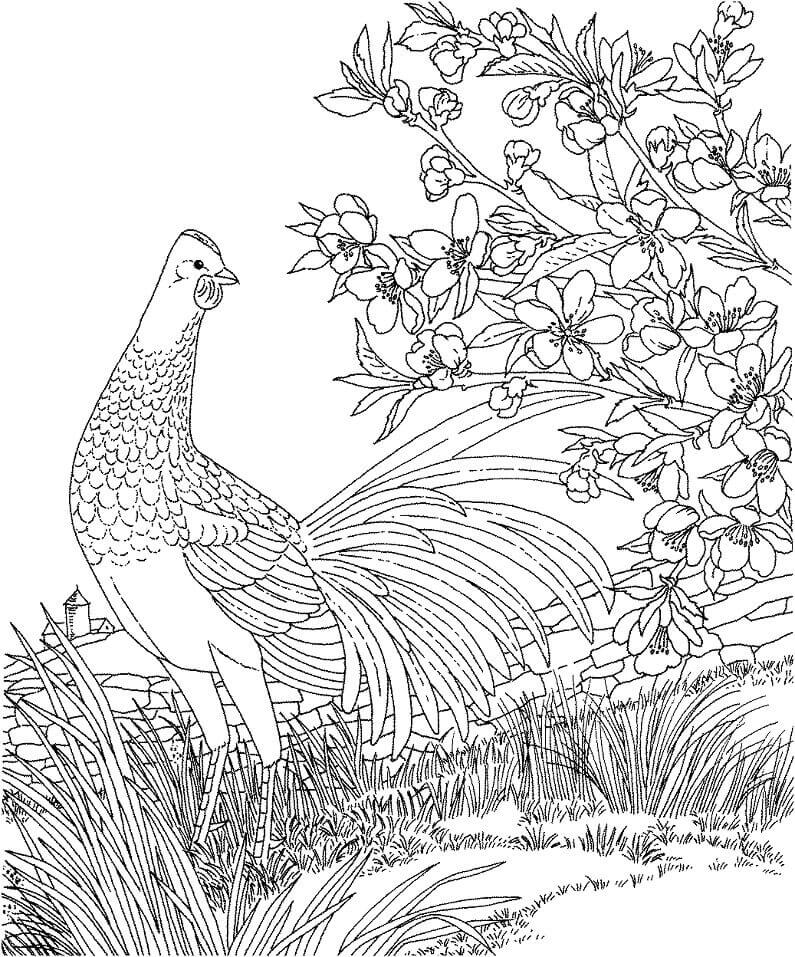 Dibujo de Gallina Azul para Colorear