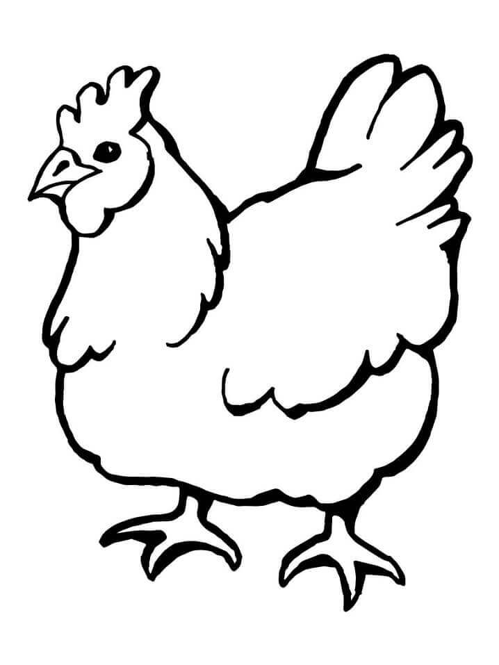 Dibujo de Gallina Domestica para Colorear