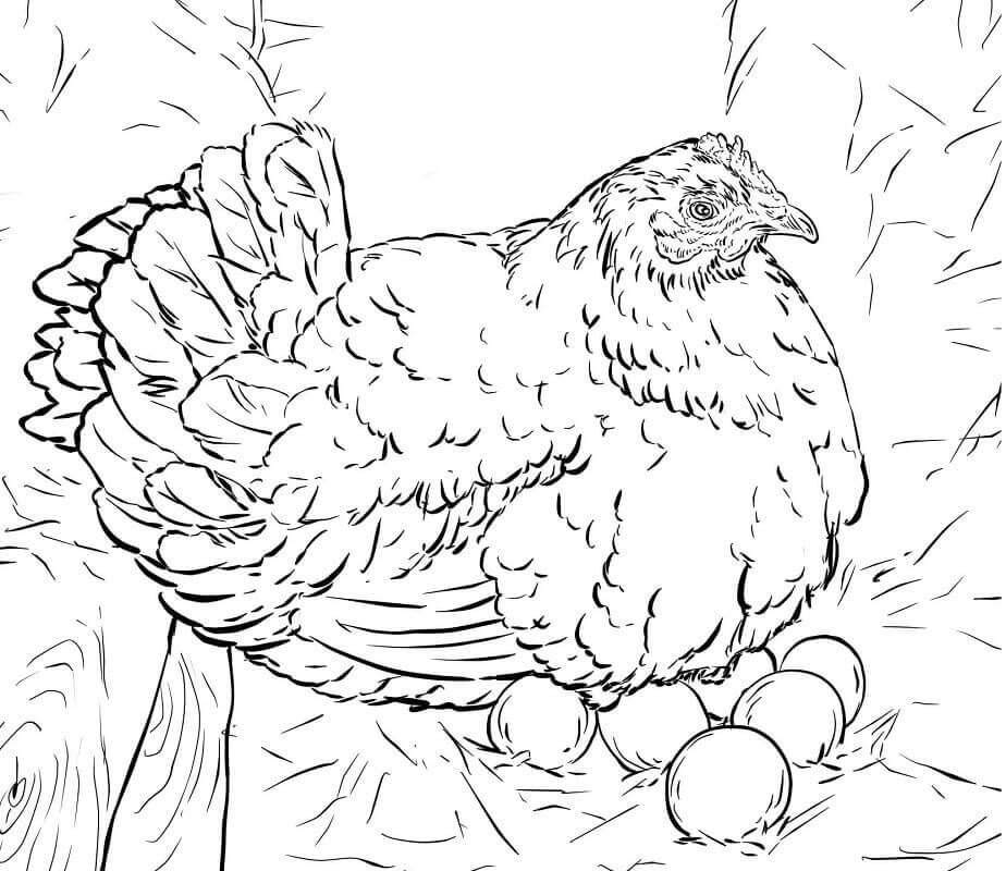 Dibujo de Gallina Poniendo Huevos para Colorear