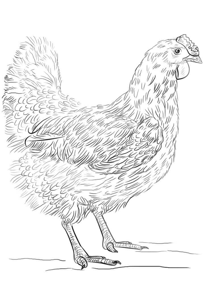 Dibujo de Gallina Realista para Colorear