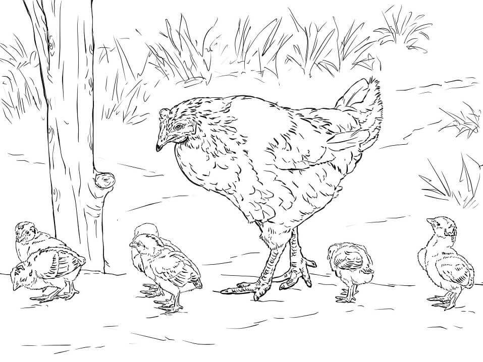 Dibujo de Gallina con Pollitos para Colorear