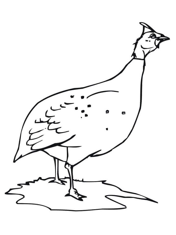 Dibujo de Gallina o Gallina de Guinea para Colorear