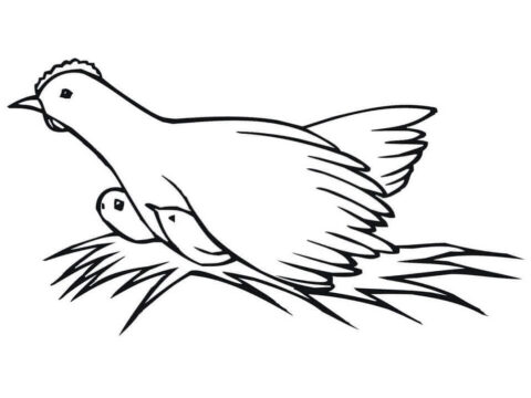 Dibujo de Gallina y Pollitos 1 para Colorear