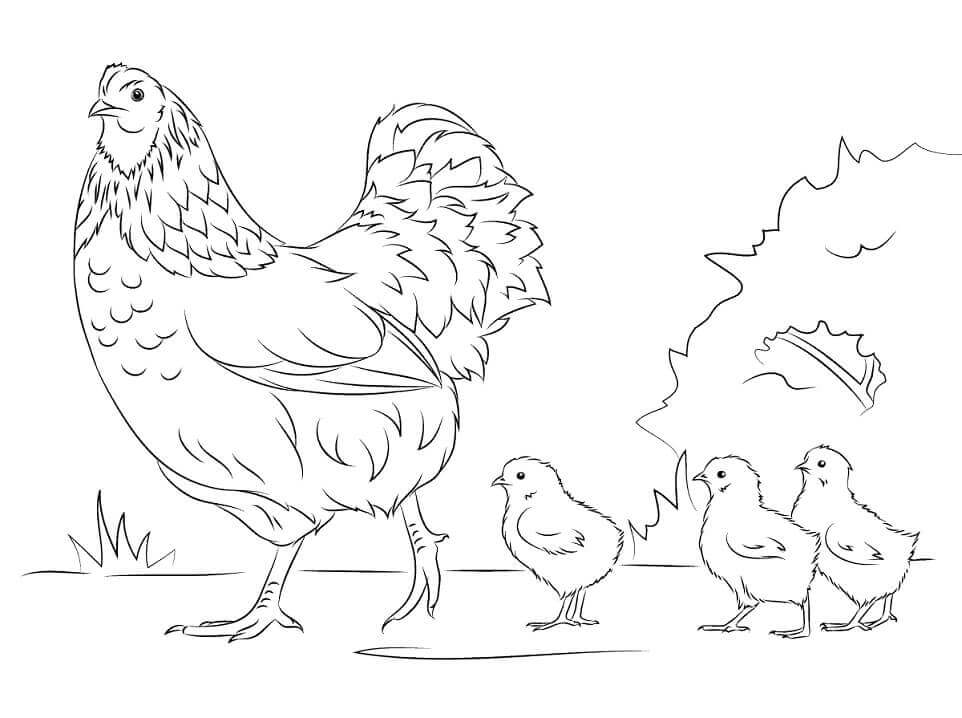 Dibujo de Gallina y Pollitos para Colorear