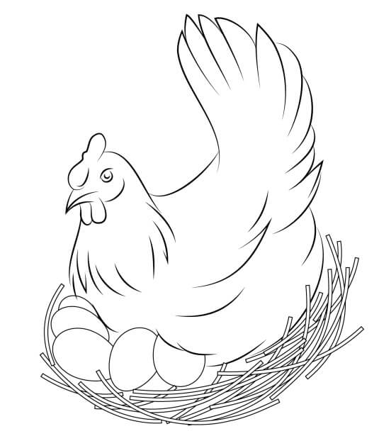 Dibujo de Gallina y Sus Huevos para Colorear
