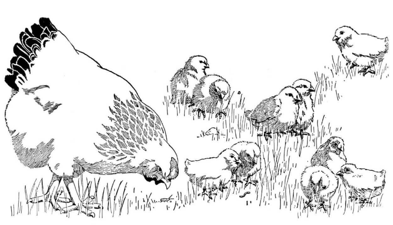 Dibujo de Madre Gallina con Pollitos para Colorear