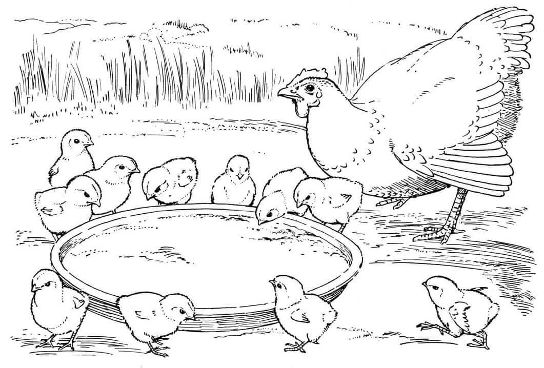 Dibujo de Madre Gallina y Pollitos para Colorear