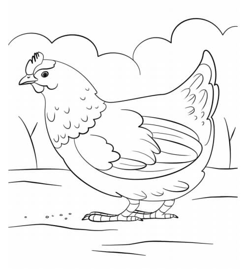 Dibujo de Una Gallina para Colorear