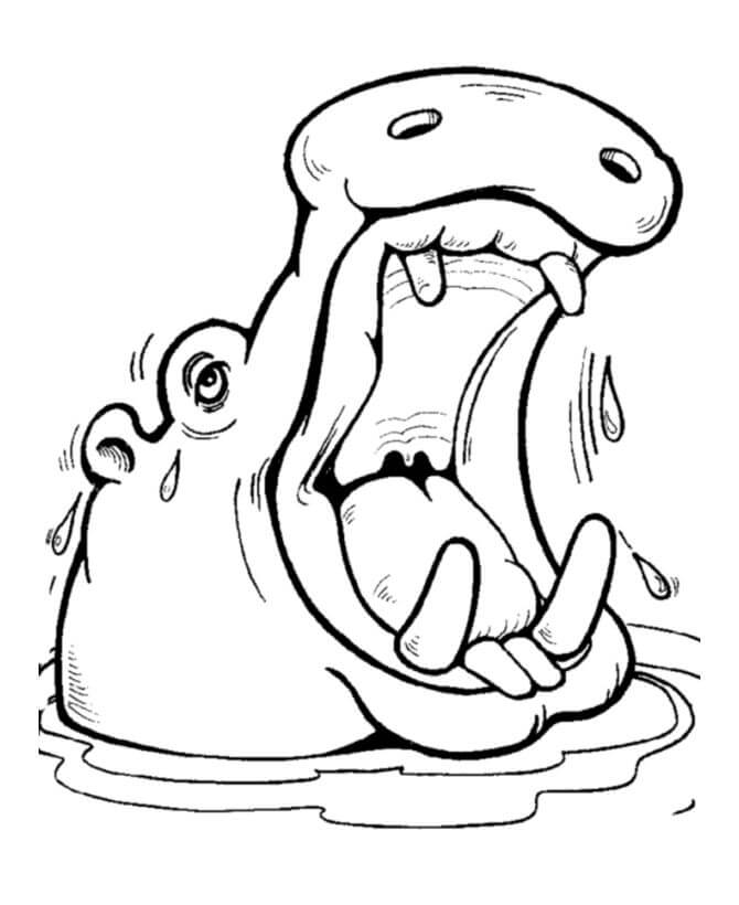 Dibujo de Cabeza de hipopótamo para Colorear