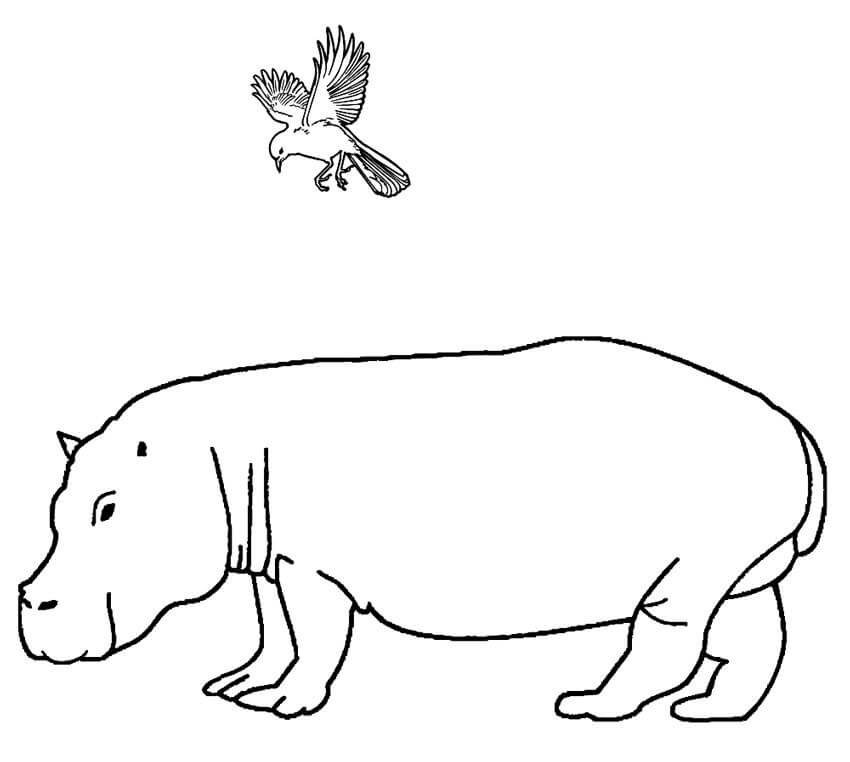 Dibujo de Hipopótamo y pájaro para Colorear