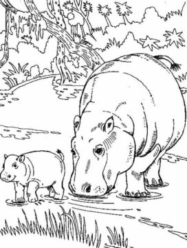 Dibujo de Madre hipopótamo Normal y bebé hipopótamo para Colorear