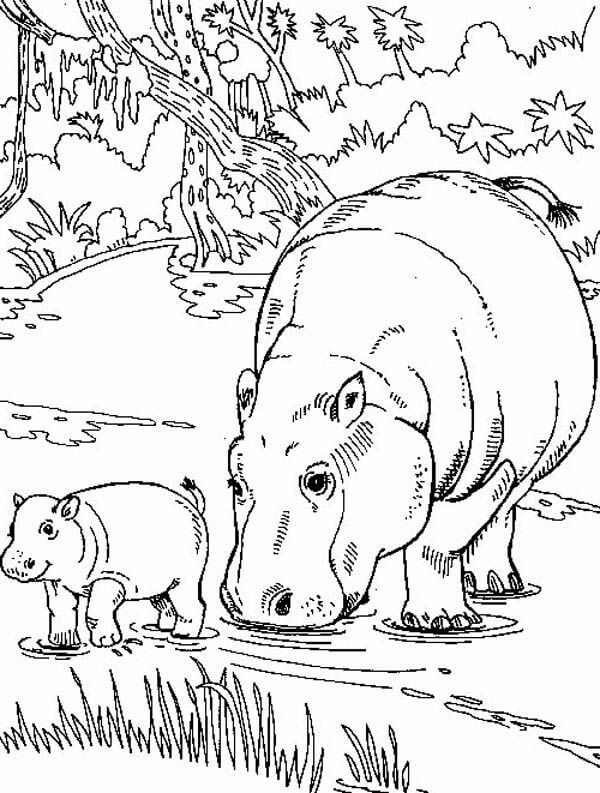 Dibujo de Madre hipopótamo Normal y bebé hipopótamo para Colorear