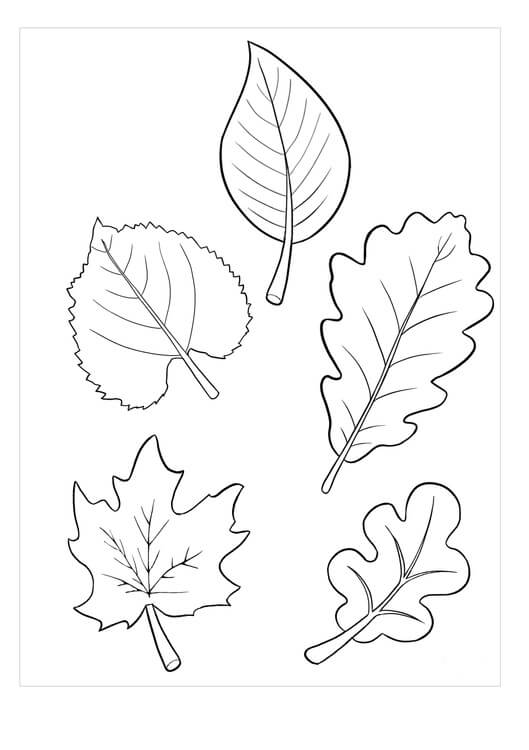 Dibujo de Cinco Hojas para Colorear