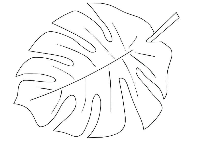 Dibujo de Hoja de Palma para Colorear