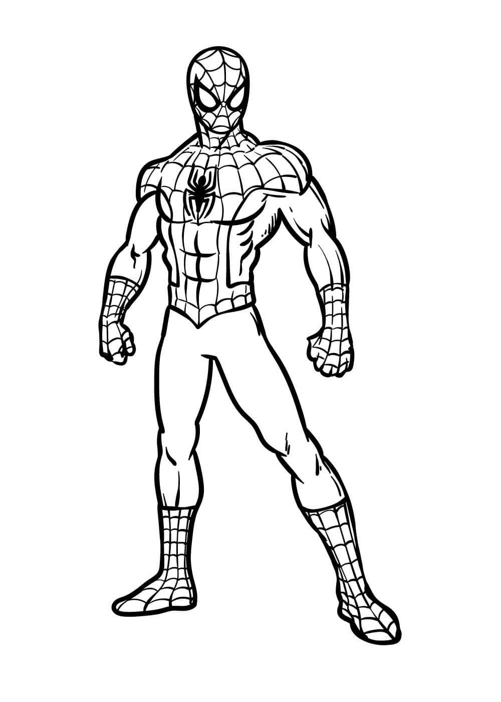 Dibujo de Hombre araña básico para Colorear
