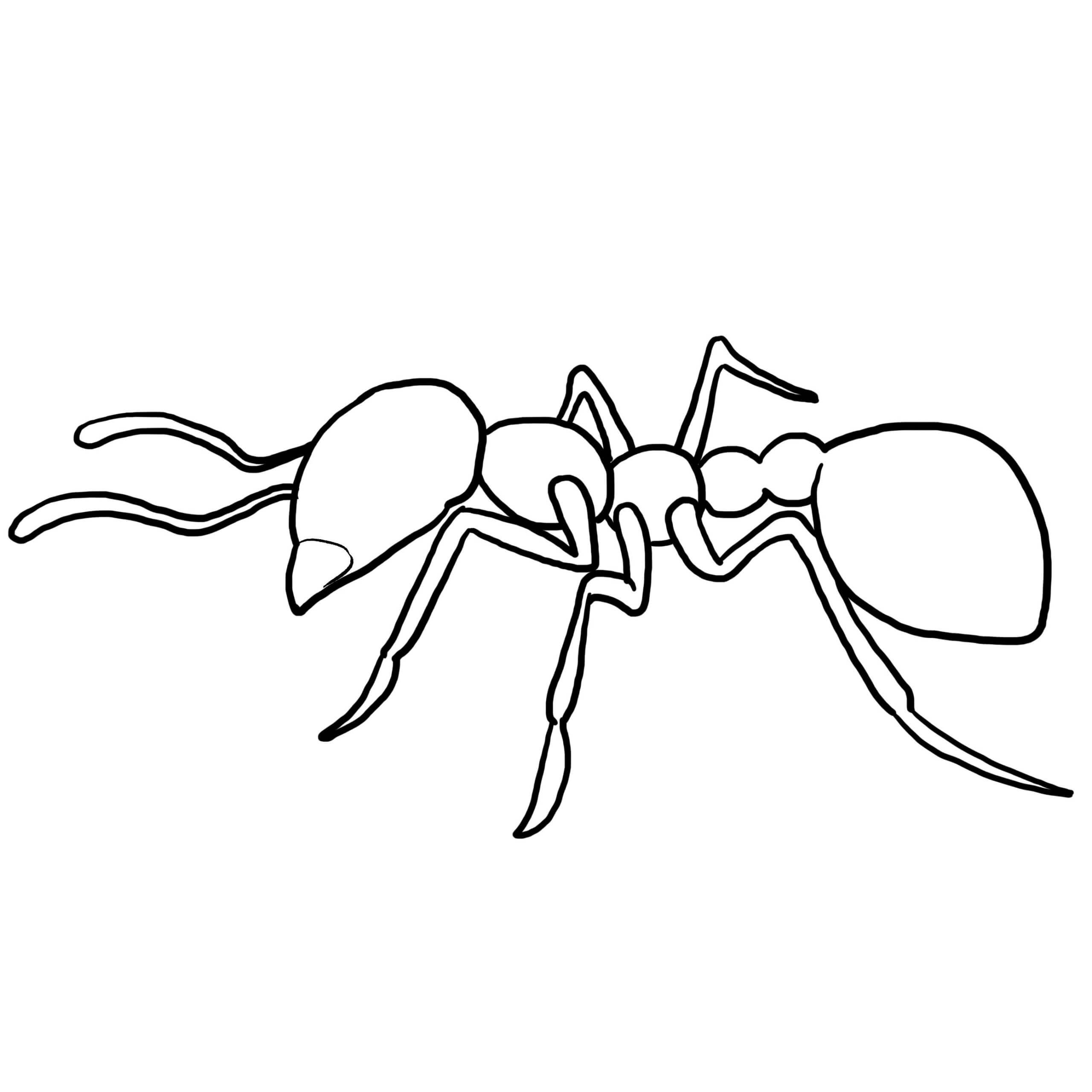 Dibujo de Contorno de Hormiga para Colorear