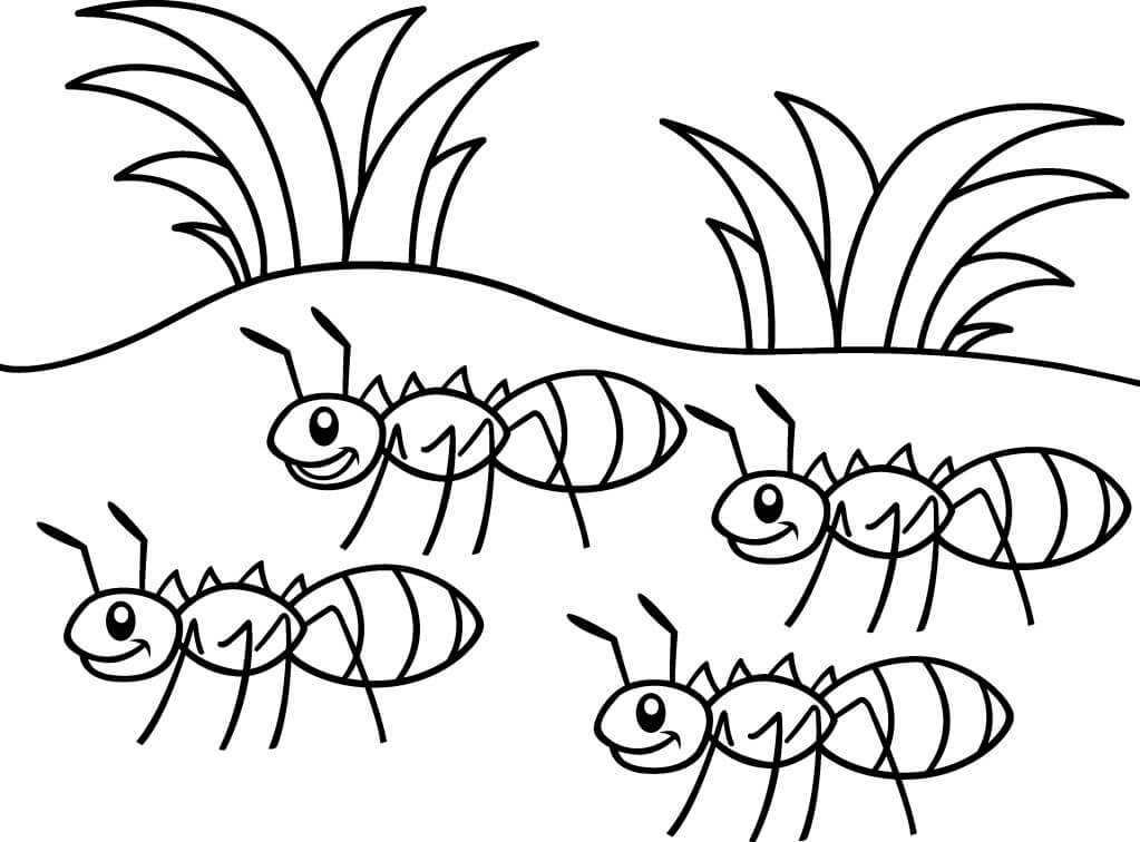 Dibujo de Cuatro Hormigas para Colorear